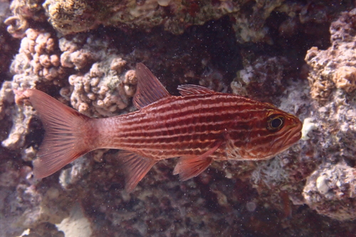 Cheilodipterus macrodon observed 2026-09-18