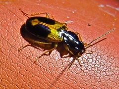 Badister elegans