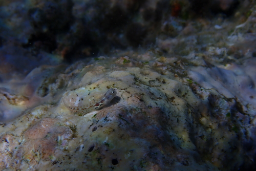 Alloblennius pictus observed 2026-09-21