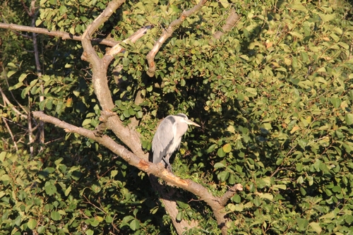 Grey Heron