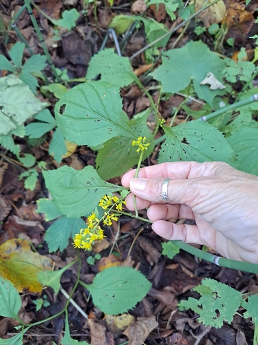 broad-leaved goldenrod