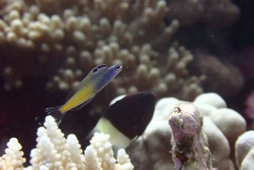 Plagiotremus townsendi observed 2026-09-23