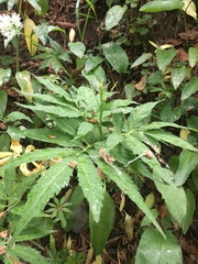 Cardamine kitaibelii