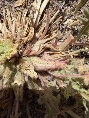 Oenothera primiveris