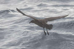 Stercorarius antarcticus