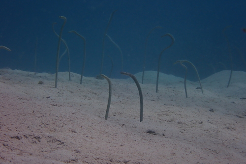 Gorgasia sillneri observed 2026-09-20