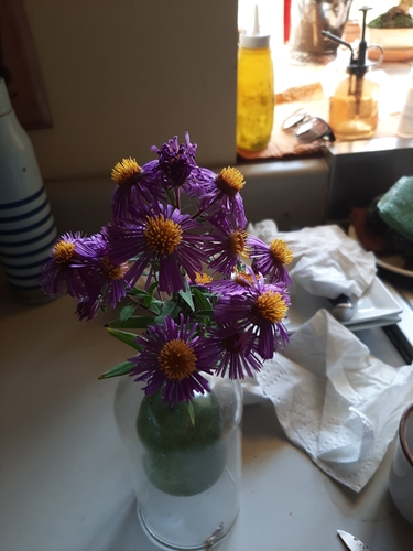 New England aster