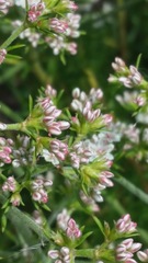 Eriogonum fasciculatum fasciculatum