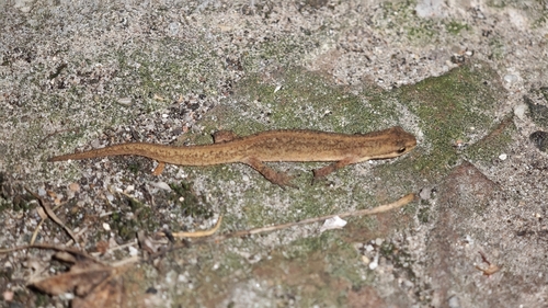 Smooth Newt