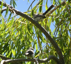 Stigmatura budytoides