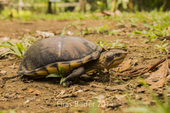 Kinosternon leucostomum