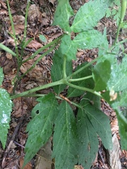 Cardamine kitaibelii