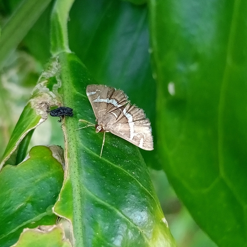 Hawaiian Beet Webworm Moth