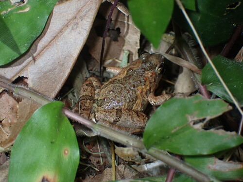 Microhyla butleri observed 2026-09-27