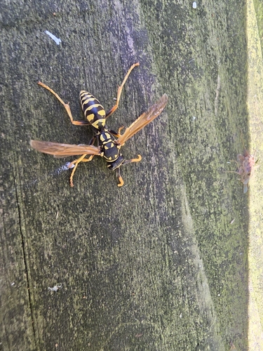 European Paper Wasp