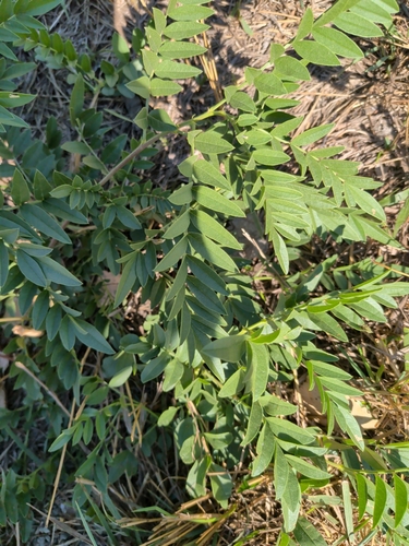 Wild Licorice