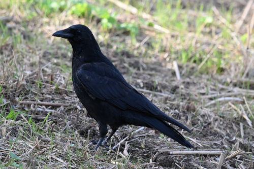 Carrion Crow