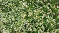 Eriogonum fasciculatum fasciculatum