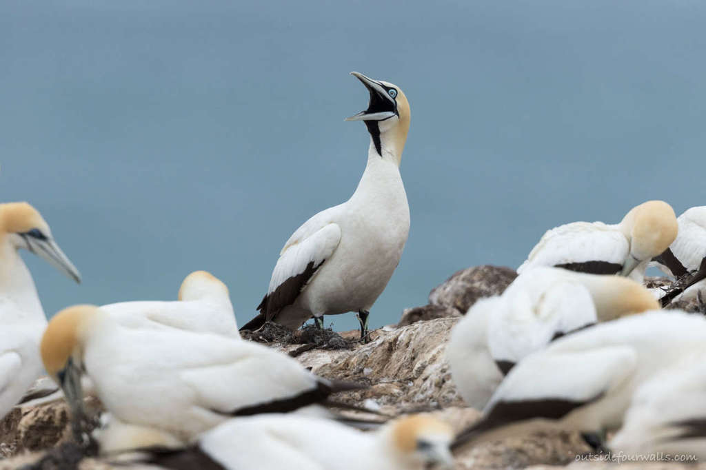 Cape gannet calling at a crowded breeding colony