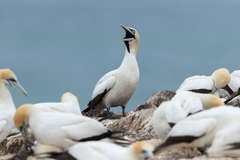Cape Gannet photo 4