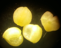 Valerianella turgida