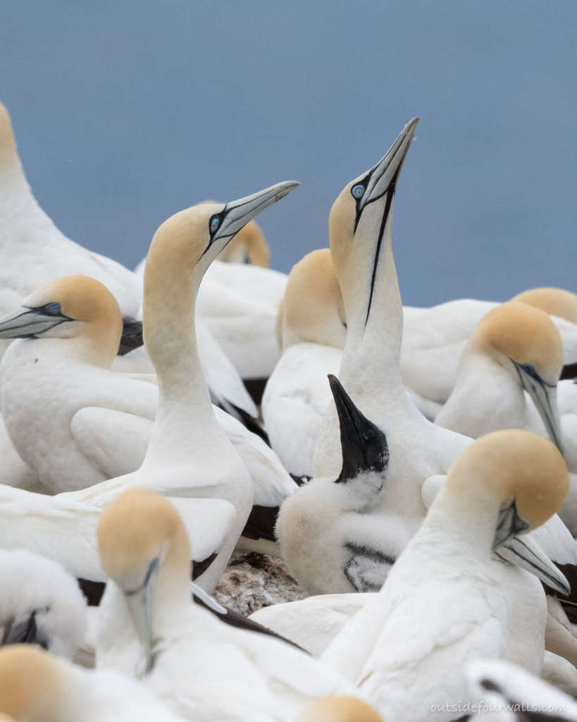 Cape Gannet
