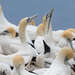 Cape Gannet - Photo (c) outsidefourwalls, some rights reserved (CC BY), uploaded by outsidefourwalls
