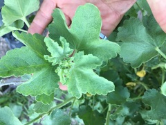 Malacothamnus orbiculatus