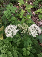 Chaerophyllum aureum