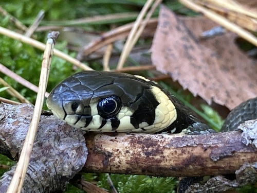 grass snake