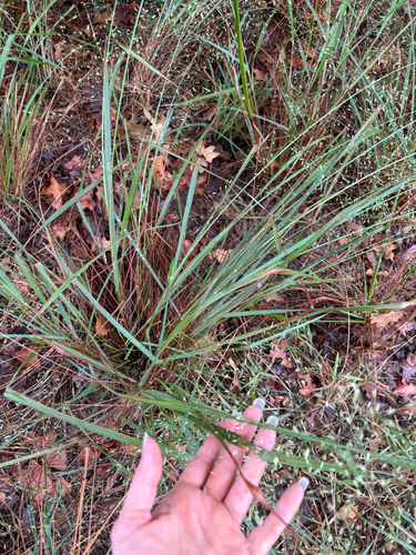 Eragrostis trichodes observed 2026-10-03