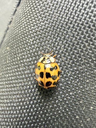 Asian Lady Beetle