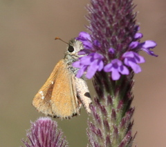 Piruna pirus