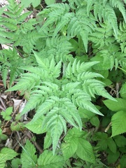 Chaerophyllum aureum