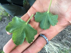 Malacothamnus orbiculatus