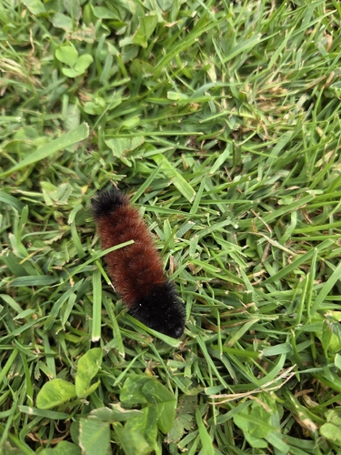 Isabella Tiger Moth