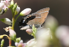 Callophrys spinetorum