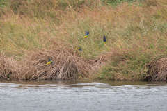 Neophema chrysogaster