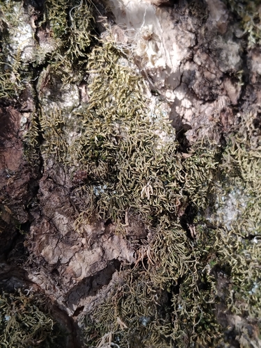 Leskea polycarpa observed 2026-10-03