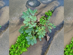 Peucedanum japonicum