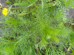 Tripleurospermum inodorum