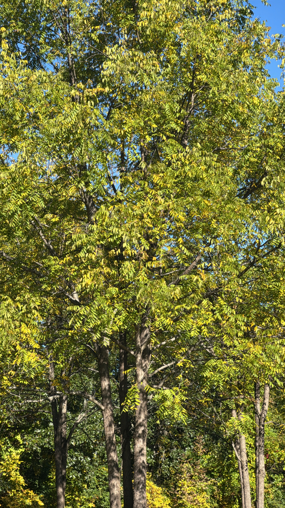 A stand of tall black walnuts whose crowns are turning yellow-green against a blue sky.