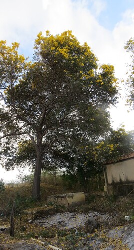 Tabebuia aurea observed 2026-10-03