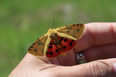 Diacrisia purpurata