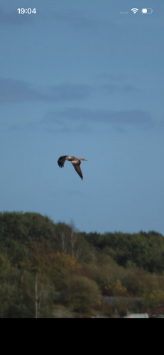 Red Kite