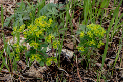 Euphorbia jenisseiensis
