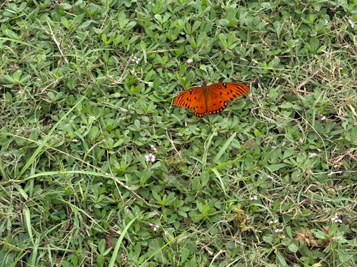 Gulf Fritillary