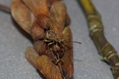 Eusomidius rostralis