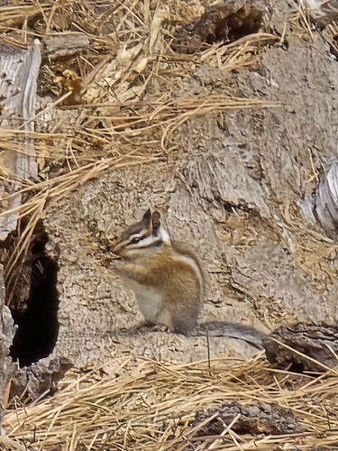 Long-eared Chipmunk observed by chrisfrazier