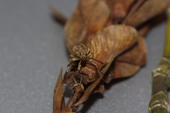 Eusomidius rostralis